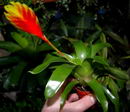 Vriesea duvaliana